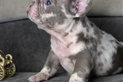 $410 : Cute French bulldog pups ready thumbnail