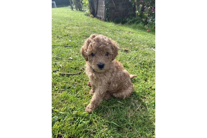 $400 : Toy poodle puppies for sale image 1