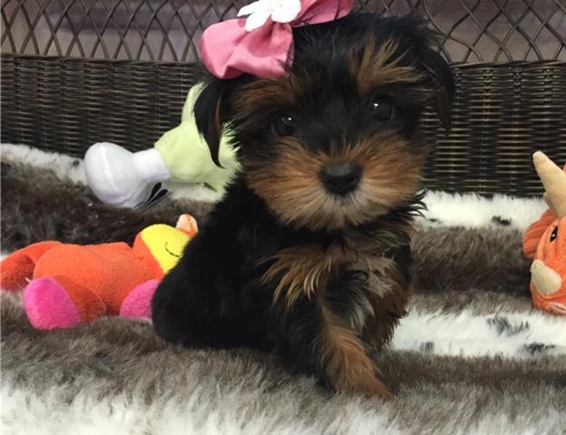 $10 : Adorable male $ female yorkies image 1