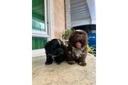 Cachorros Shihtzu en venta en Miami