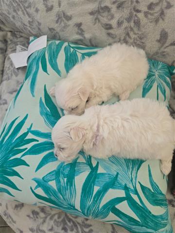 $1200 : TCUP Maltese image 4