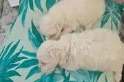 $1200 : TCUP Maltese thumbnail