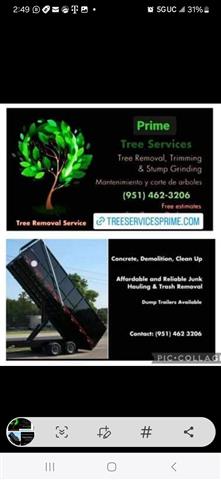 Tree removal tree services image 1