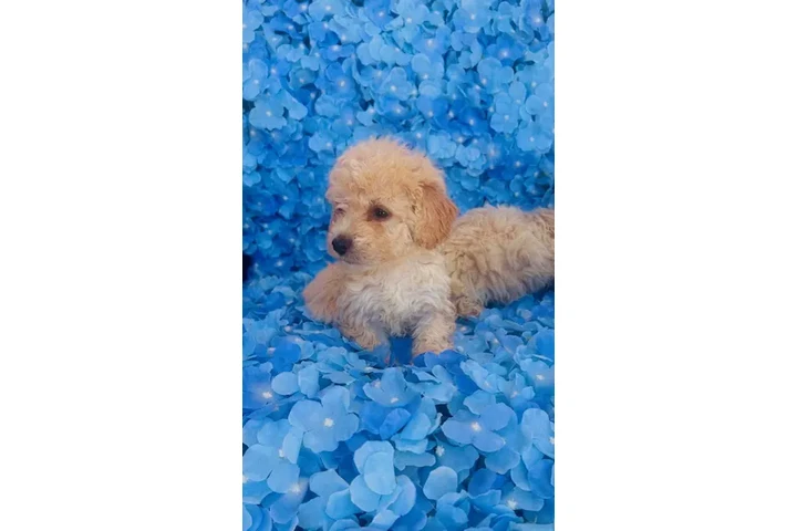 $350 : Maltipoos image 2