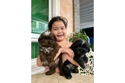Cachorros Shihtzu en venta en Brownsville