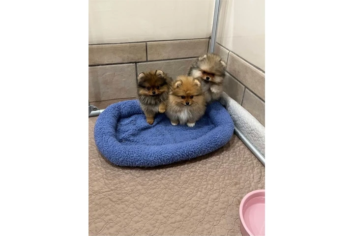 $350 : Pomerania taza de té image 1