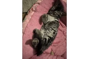 Bengal gatitos en Los Angeles