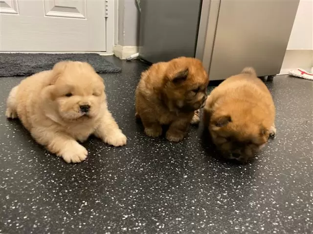 $550 : beautiful playful chow chow image 2