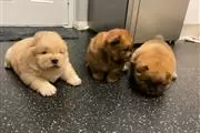 $550 : beautiful playful chow chow thumbnail