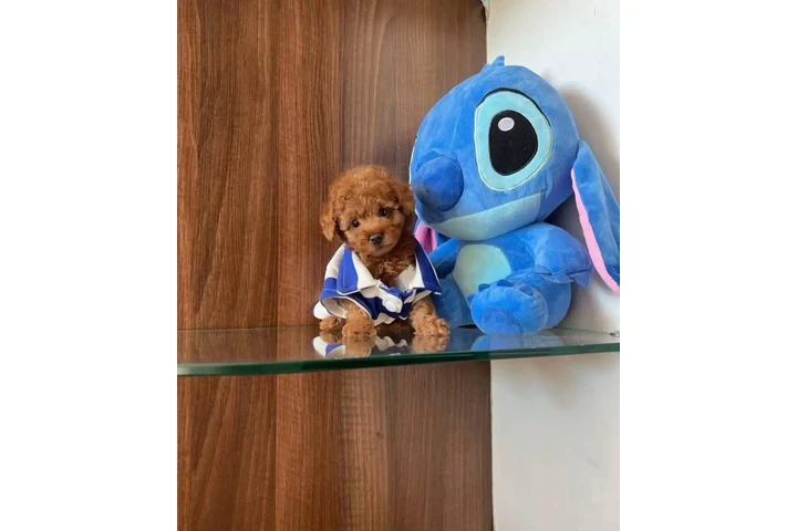 $350 : Caniche macho y hembra image 1