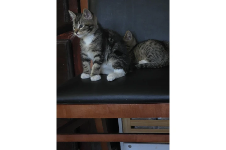 $10 : Free kittens image 9