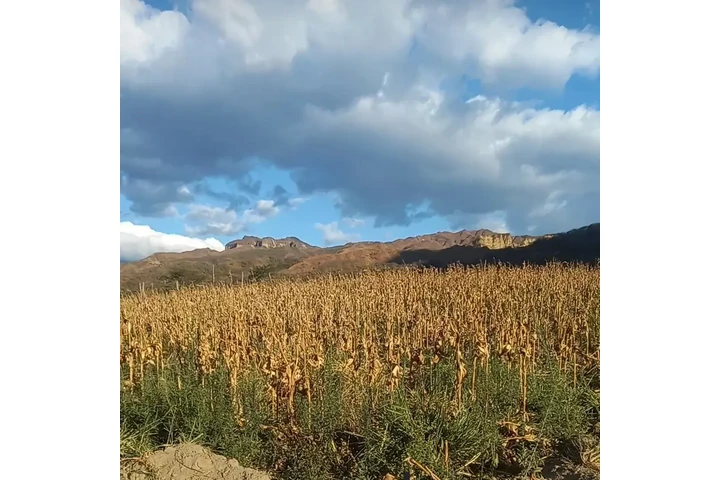 $65000 : VENDO BARATO En Vilcabamba Loj image 2