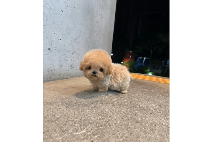 $350 : caniche de peluche cremoso image 2