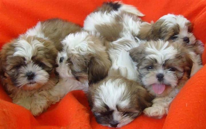 $450 : Buy Amazing shit tzu puppies. image 1