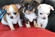 3 mini cachorros chihuahua en Orange County