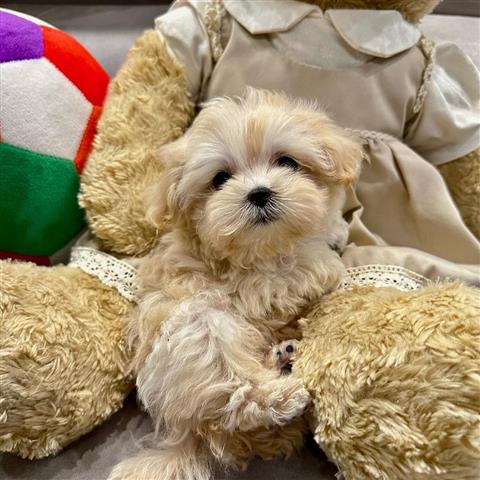 $350 : Maltipoo image 2