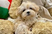 $350 : Maltipoo thumbnail