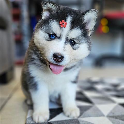 $500 : CACHORROS HUSKY SIBERIANO image 1