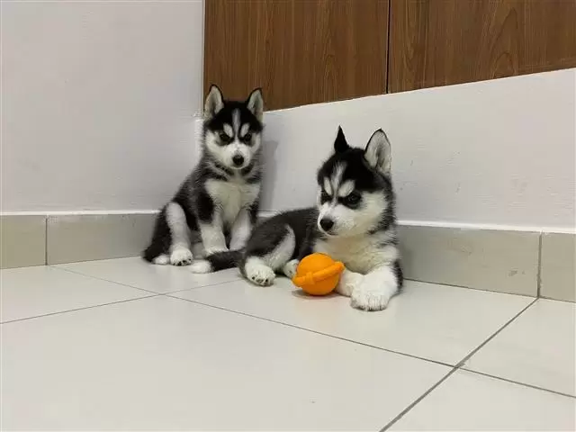 $420 : Husky puppies! image 4