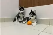 $420 : Husky puppies! thumbnail