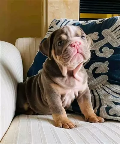 $800 : English bulldog image 2