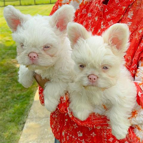 $400 : Teacup puppies & French Bull image 4