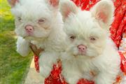 $400 : Teacup puppies & French Bull thumbnail