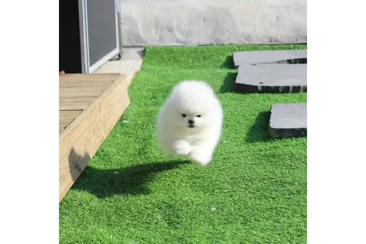 $350 : cachorros de Pomerania image 2