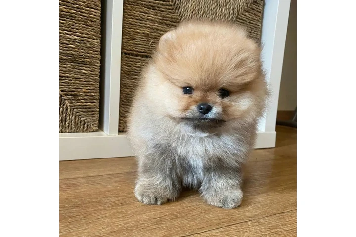 $350 : Pomerania en venta image 4