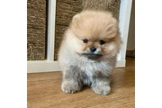 $350 : Pomerania en venta thumbnail