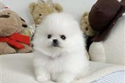 $250 : Pomeranian puppies thumbnail