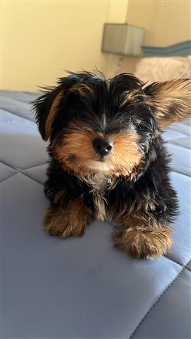 $850 : Adorable cachorro Yorkie image 2