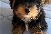 $850 : Adorable cachorro Yorkie thumbnail