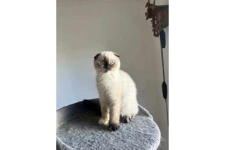 $2000 : 3 Beautiful Scottish Fold Girl image 3