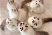 $350 : Ragdol Kittens Available thumbnail