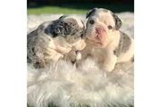 Hermosos cachorros en Maui