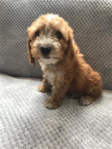 $400 : CAVAPOO PUPPY for sale image 2