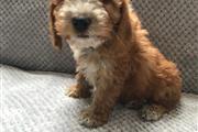 $400 : CAVAPOO PUPPY for sale thumbnail