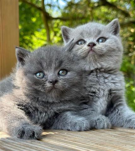 $200 : Adorables gatitos británicos.. image 2