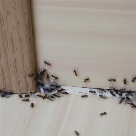 Fumigación de termitas- Sorto image 2