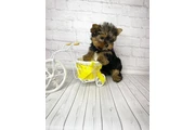 $350 : Teacup Yorkie puppy for sale thumbnail