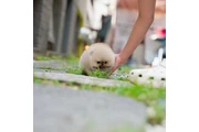 $350 : Pomerania thumbnail