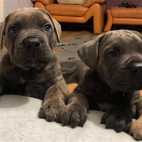 $300 : Cane corso puppies for sell image 1