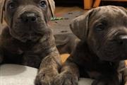 Cane corso puppies for sell en Atlanta