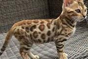 adorable gatito bengalí dispon en Mexicali