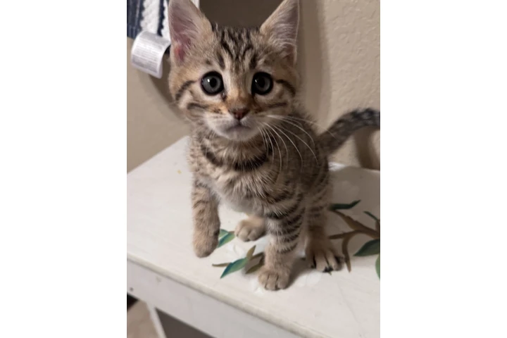 $1000 : Bengal Kitten FEMALE image 2