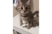 $1000 : Bengal Kitten FEMALE thumbnail