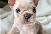 Adorable  French bulldog puppy