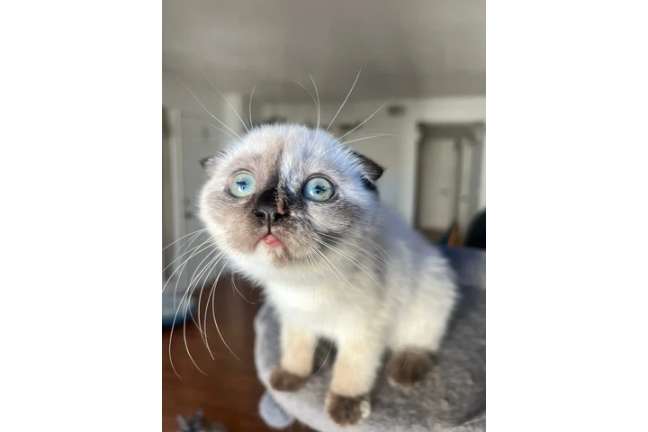 $2000 : 3 Beautiful Scottish Fold Girl image 9