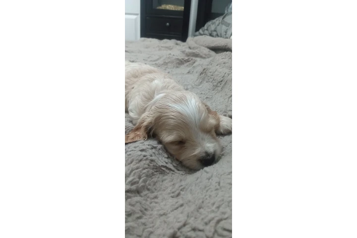 $350 : Cocker mix Yorkie image 2
